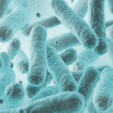 Lactobacillus plantarum NU-06 (Tindalizzato)
