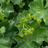 Alchemilla