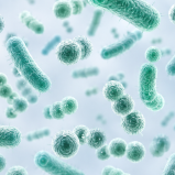 Miscela di batteri (Colture Pro Bio): 200 miliardi di UFC 