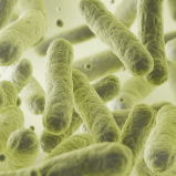Lactobacillus reuteri 263 (Tindalizzato)