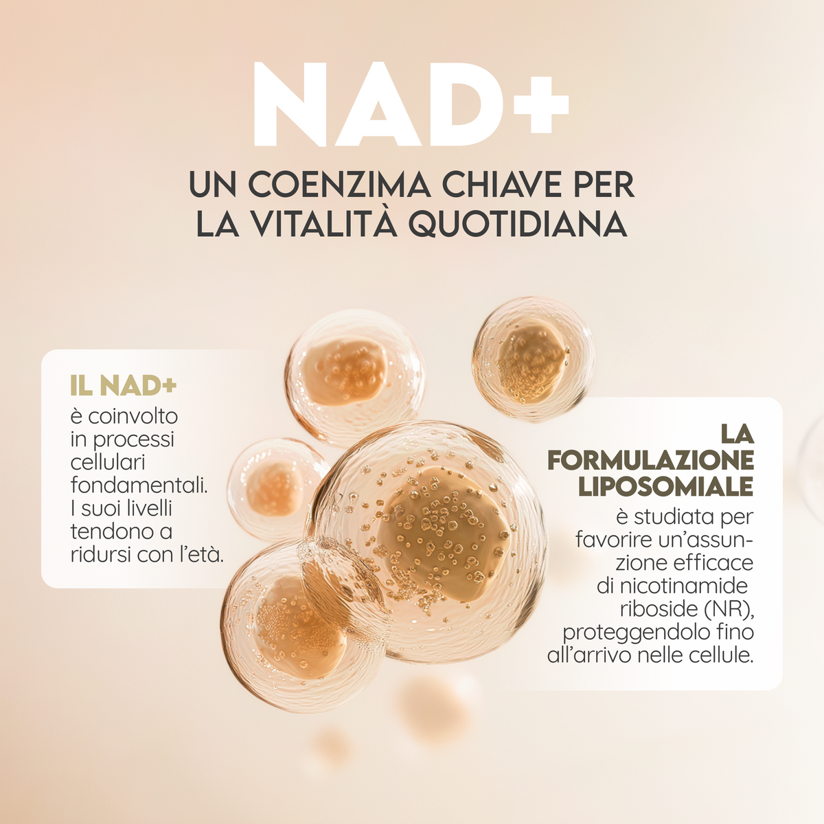 NAD+ Liposomiale: energia cellulare e longevità