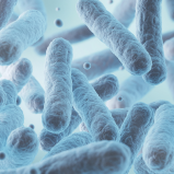 Miscela di batteri (colture Pro Bio) 